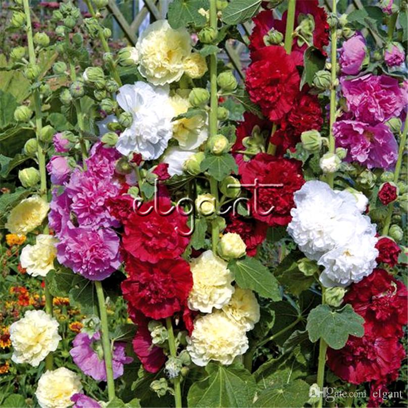 Hollyhock Double Flower Mix Color 100 Seeds Ideal for garden groups as a backdrop for shorter plants for naturalistic garden and cutting