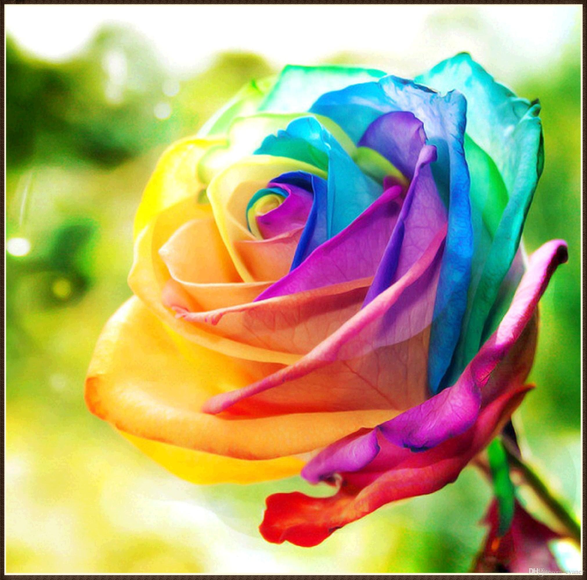 5d DIY Diamond Painting Colorful Special Roses Living Room Small Modern European Cross-stitch Hanging Wall Decoration Painting