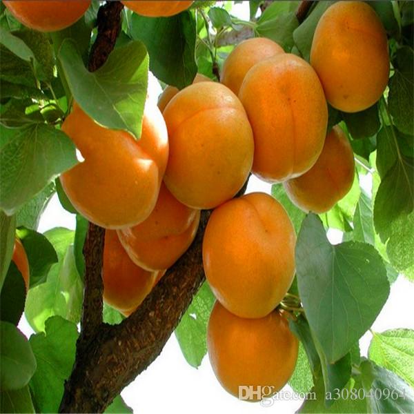 5 seeds/pack hot selling Apricot tree Seeds for home garden Tree A021