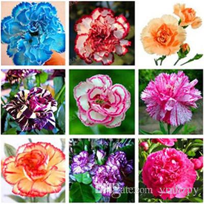 100 Pcs Dianthus flower Seeds Carnation Seeds Perennial Flowers Potted Home Garden Plants White Sweet William Flower Bonsai
