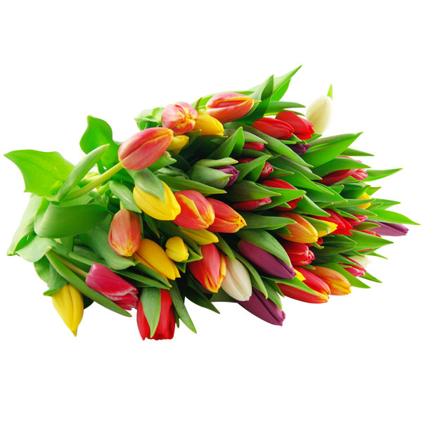 20 bunte Tulpen im Bund